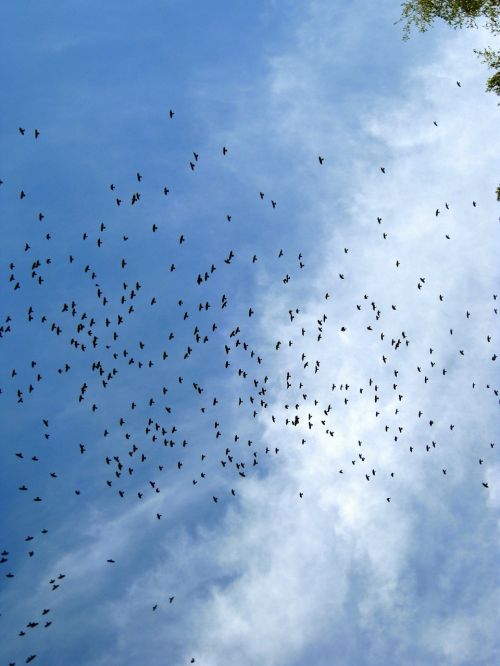 flock of birds sky birds