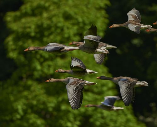 flock of birds canada geese geese