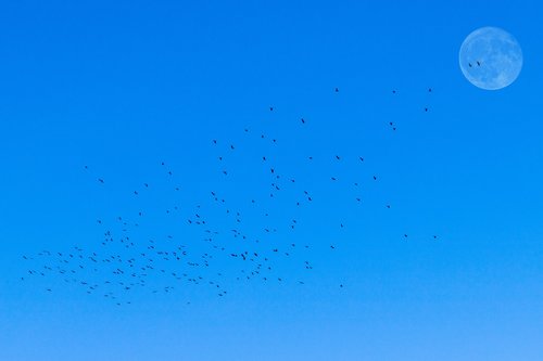 flock of birds  moon  morning