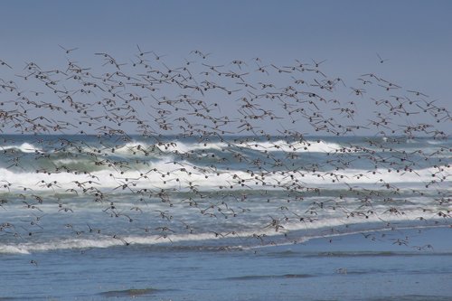 flock of birds  birds  flying