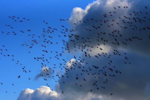 flock of birds  migrating  flight