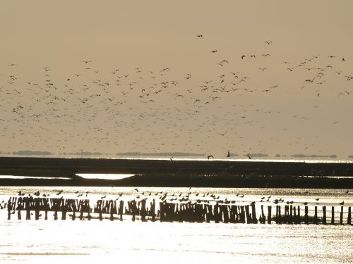 flock of birds wadden sea evening sky