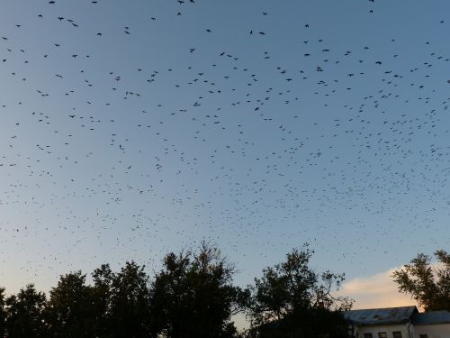 flock of birds birds fly