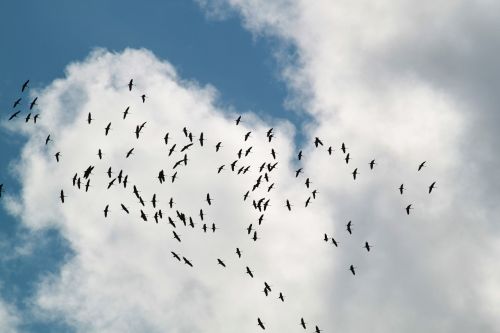 flock of birds migratory birds cranes
