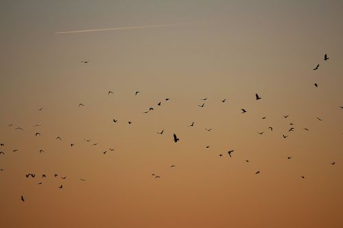 flock of birds birds swarm