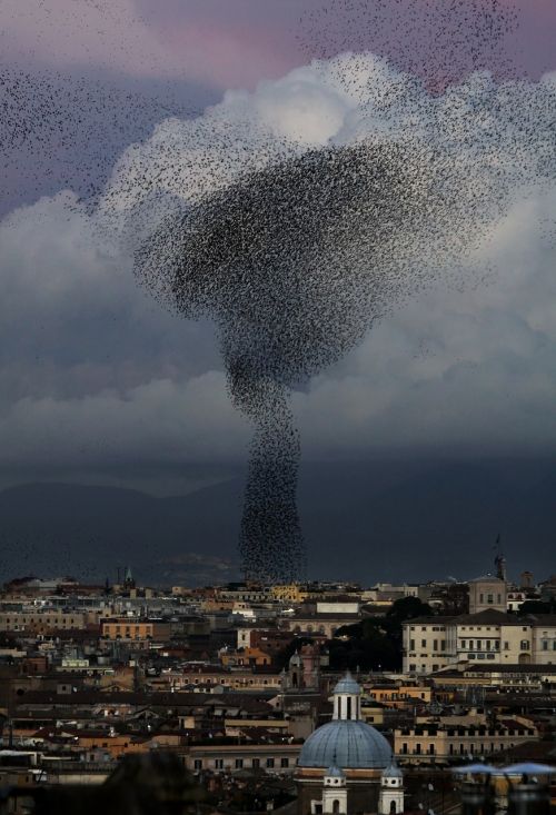 flock of birds swarm starling