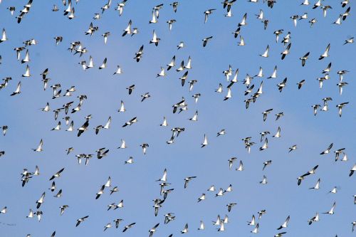 flock of birds geese migratory birds