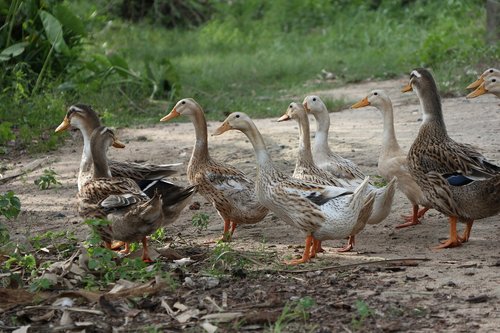 flock of ducks  leading  seven
