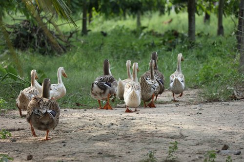 flock of ducks  following  leading