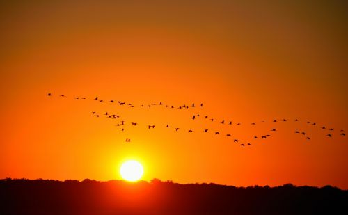 Flock Of Egrets At Sunset