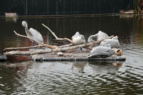 Flock Of Pelicans