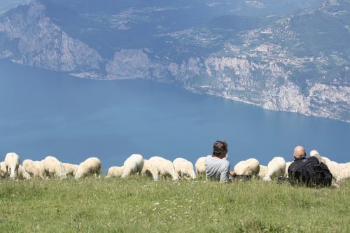 flock of sheep monte baldo garda