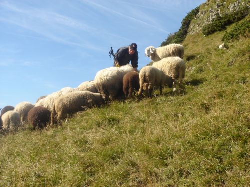 flock of sheep mountain sheep sheep pasture