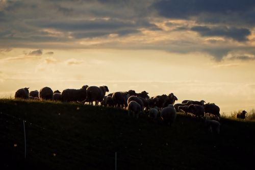 flock of sheep sunset abendstimmung