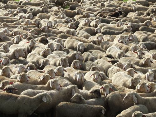 flock of sheep schäfer schäfchen