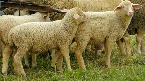 flock of sheep sheep wool