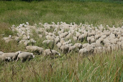 flock of sheep  grass  meadow