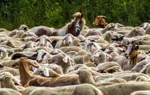 flock of sheep nature pasture