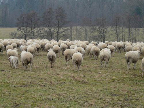 flock of sheep sheep flock