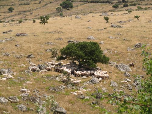 flock of sheep sardinia sheep