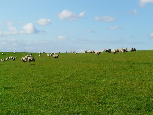 flock of sheep sheep rhön sheep