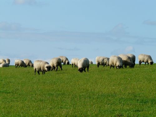 flock of sheep sheep rhön sheep