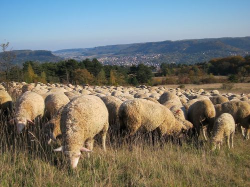 flock of sheep meadow wool