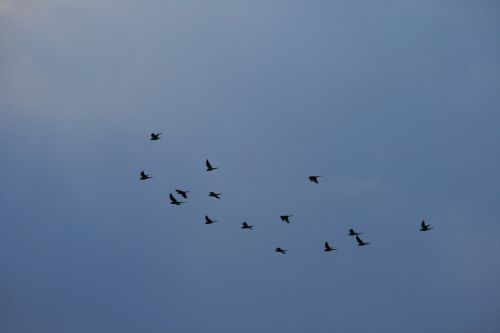 Flock On The Wing