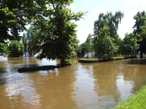 water nature plant