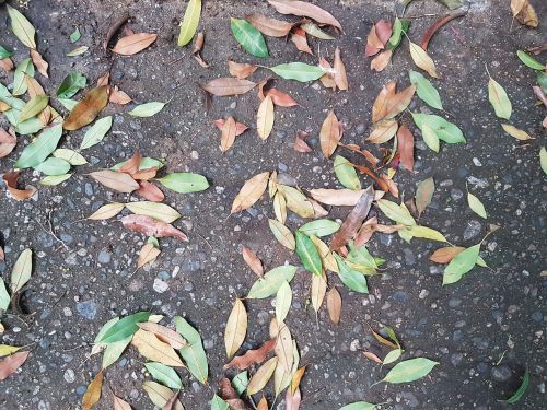 floor leaves colors