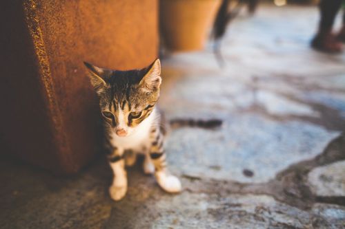 floor cat kitten