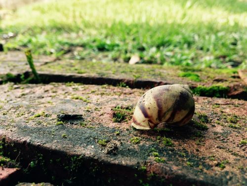 floor snail shell