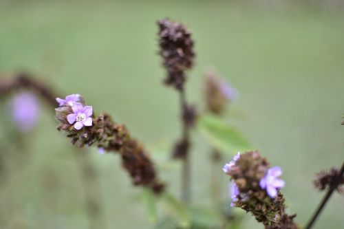 flor arvore paineira