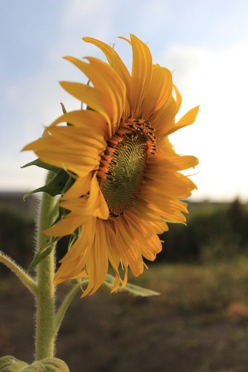 flor girassol lindo