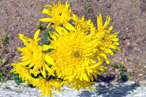 Yellow Flower