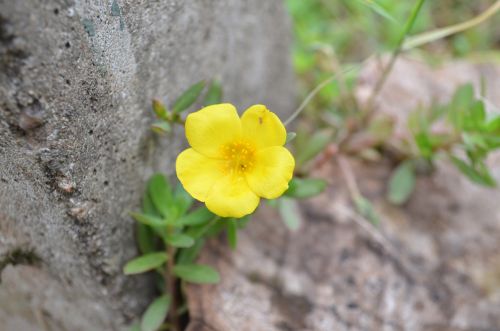 Yellow Flower