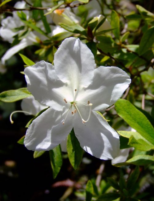 White Flower