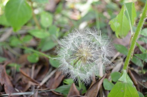 White Flower