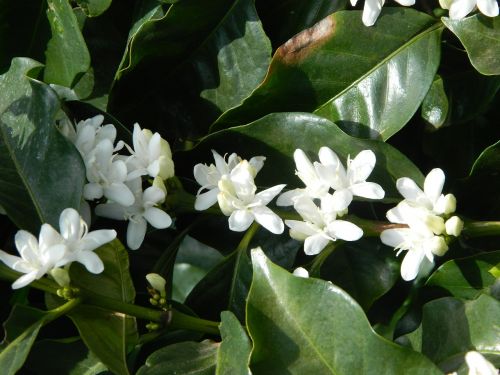 flor de café landscape blooming