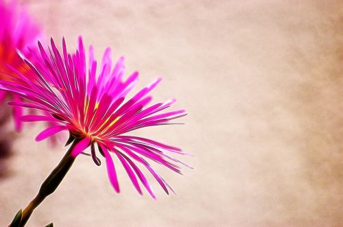 Pink Flower