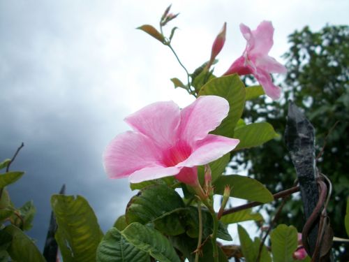 Pink Flower