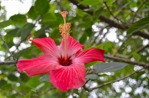 Red Flower