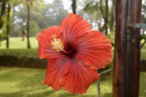 Red Flower