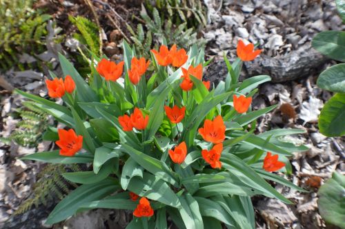 flora flowers orange