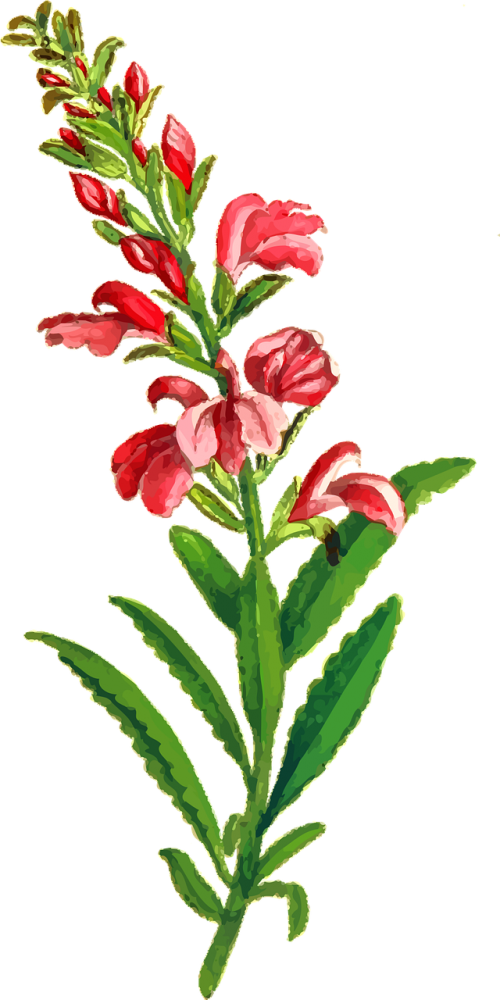flora floral flower