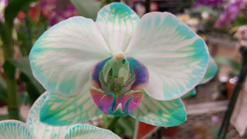 flora orchid tropical
