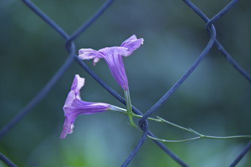 flora nature violet