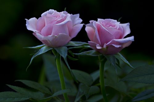 flora rose pink