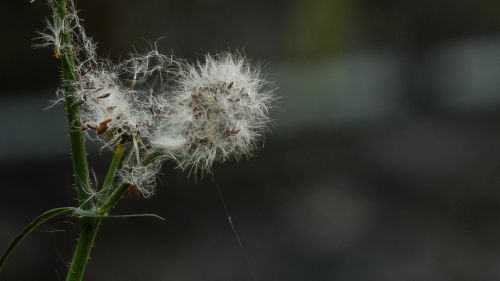 flora natura beauty