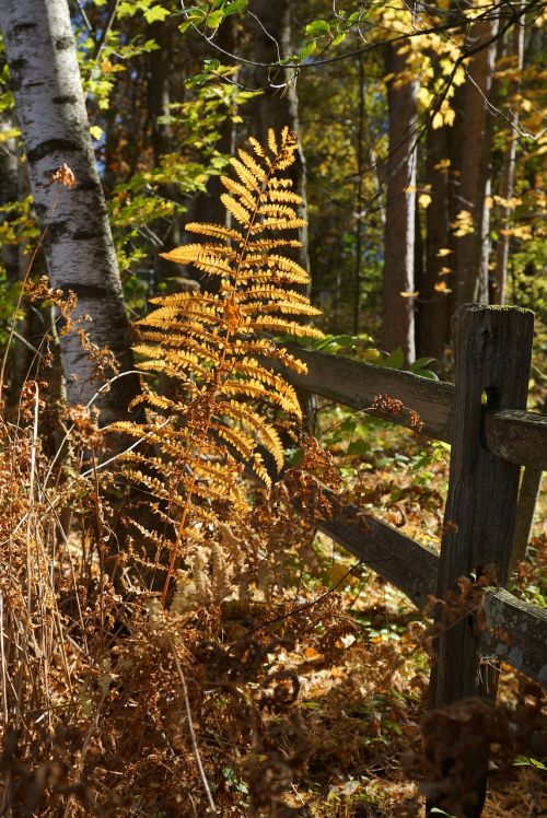 fern wooden fence forest